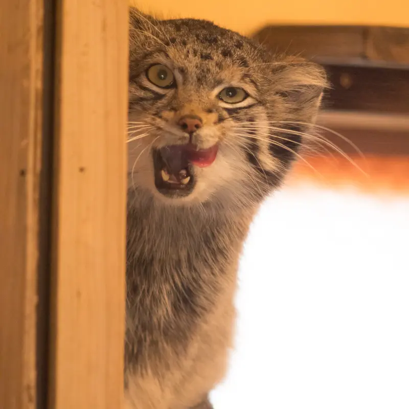A photograph of Oto in Saitama Children's Zoo