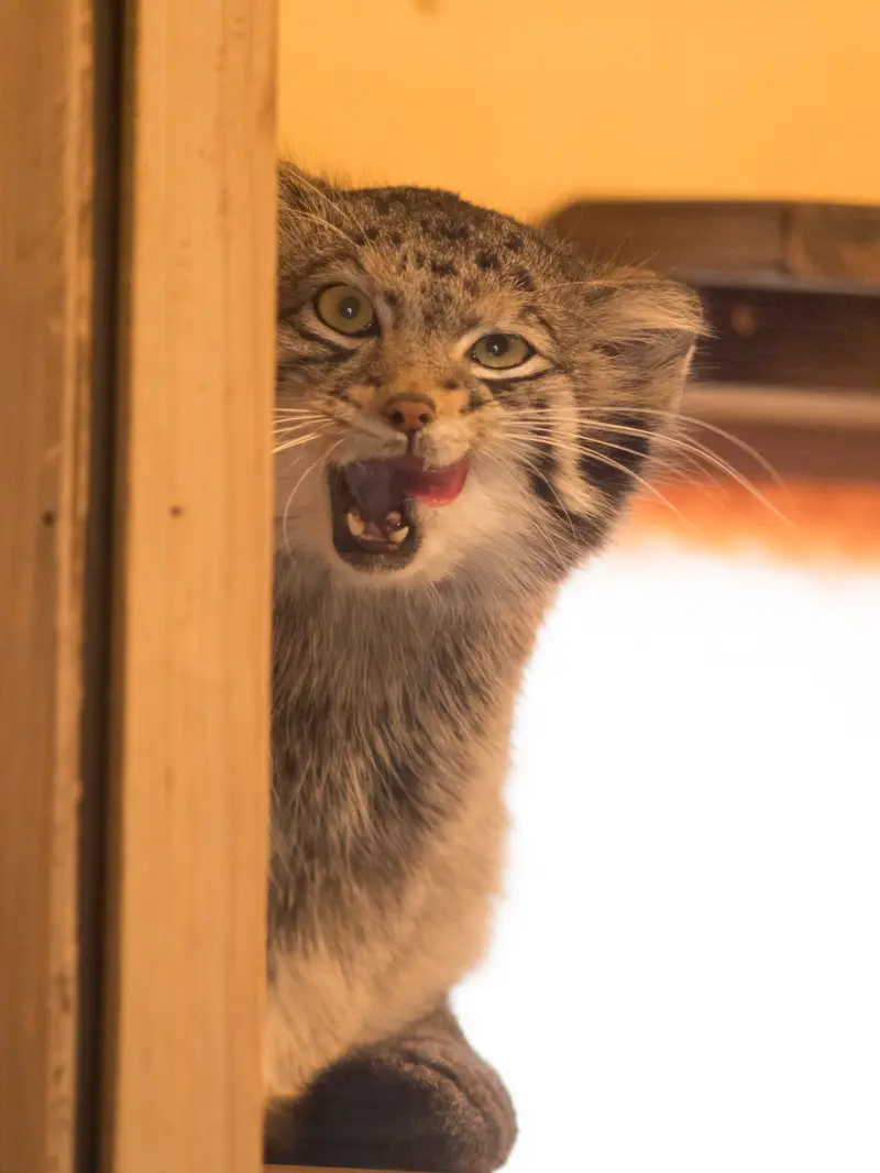 A photograph of Oto in Saitama Children's Zoo