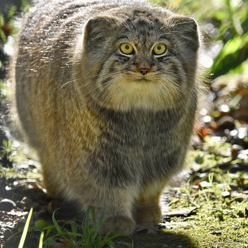 A photograph of Altai in Port Lympne Wild Animal Park