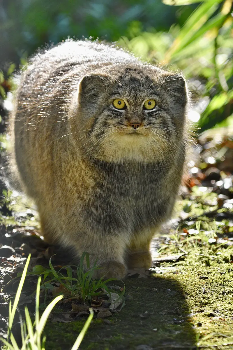 A photograph of Altai in Port Lympne Wild Animal Park