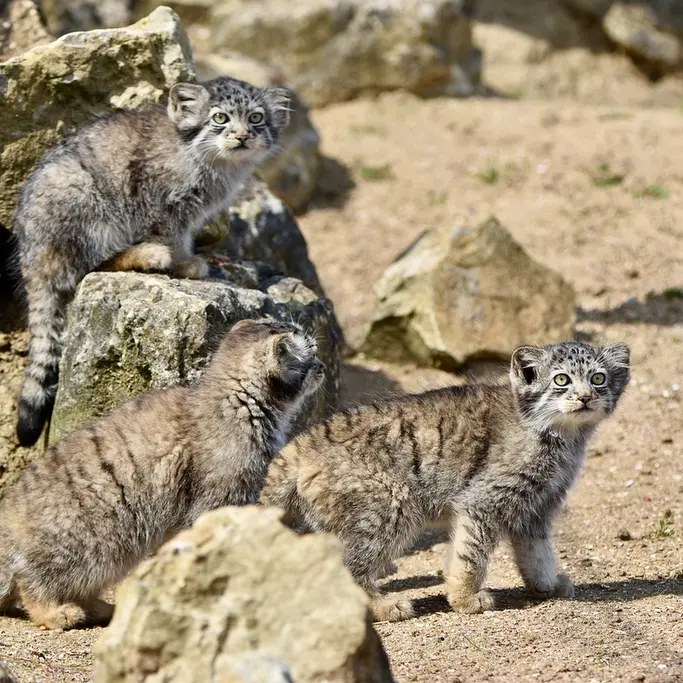 A photograph of a Pallas's cat in Port Lympne Wild Animal Park