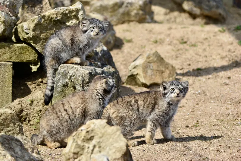 A photograph of a Pallas's cat in Port Lympne Wild Animal Park