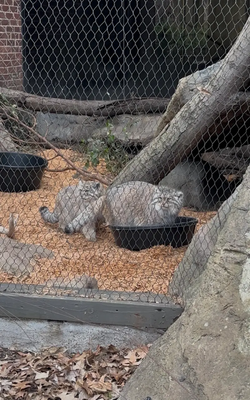 Happy Birthday, Batu!