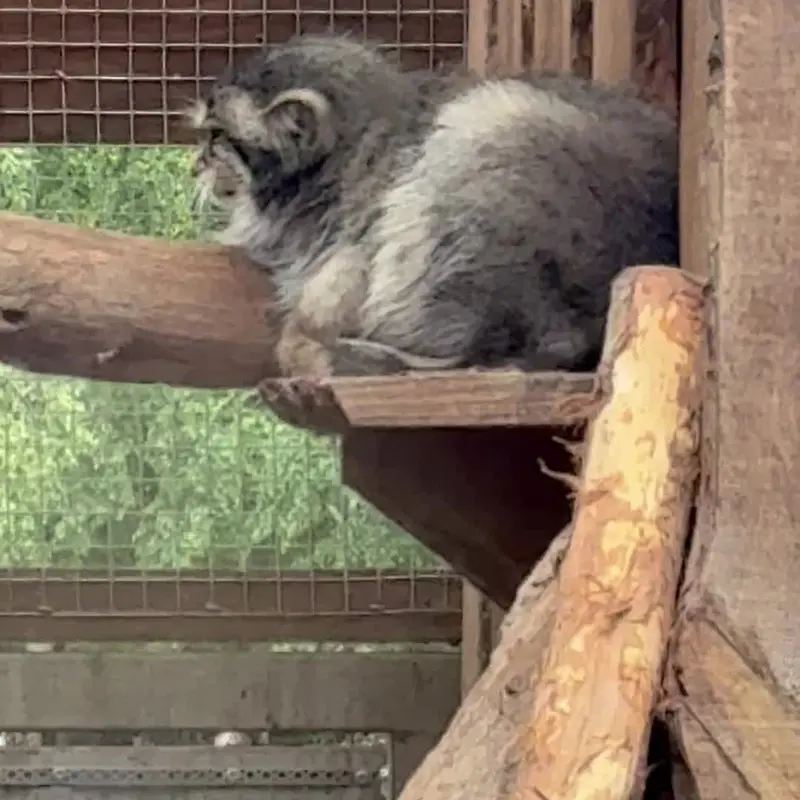 A photograph of a Pallas's cat in Tallinn Zoo