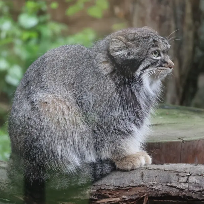 A photograph of Abrikos in Nasu Animal Kingdom