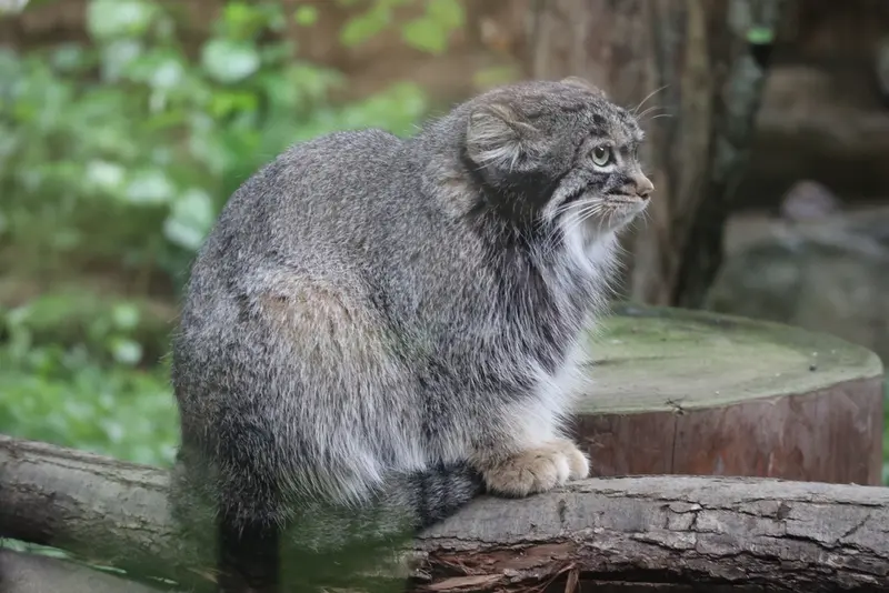A photograph of Abrikos in Nasu Animal Kingdom