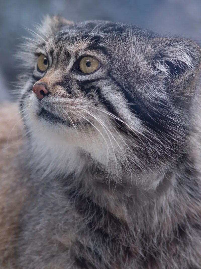 A photograph of Grusha in Asahiyama Zoo