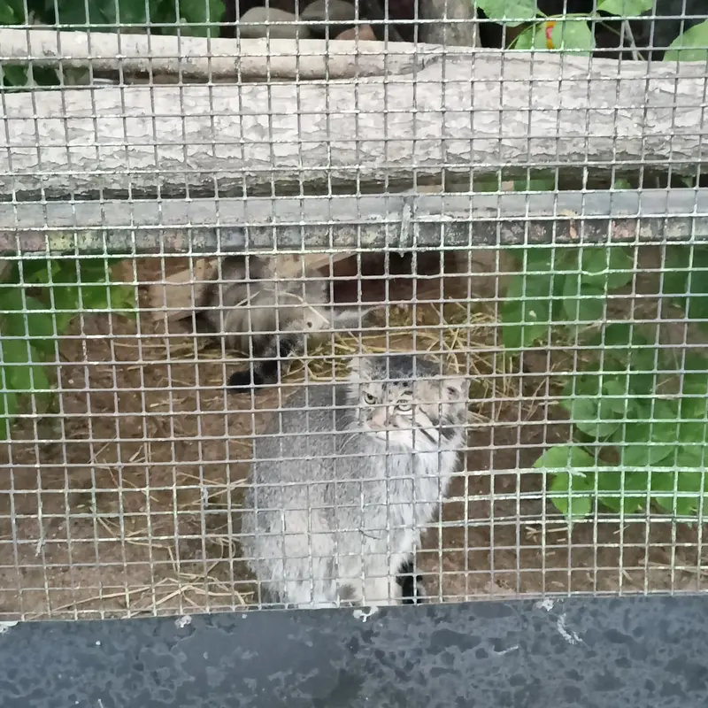A photograph of a Pallas's cat