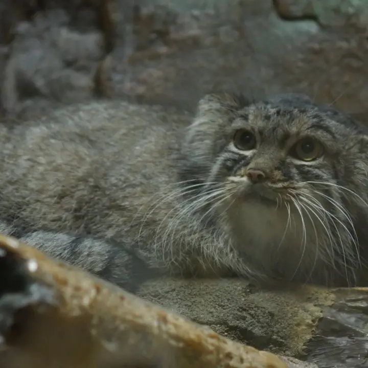 A photograph of Shafran in Ueno Zoological Gardens