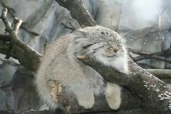 Could you tell me what kind of manul this is 🤗?