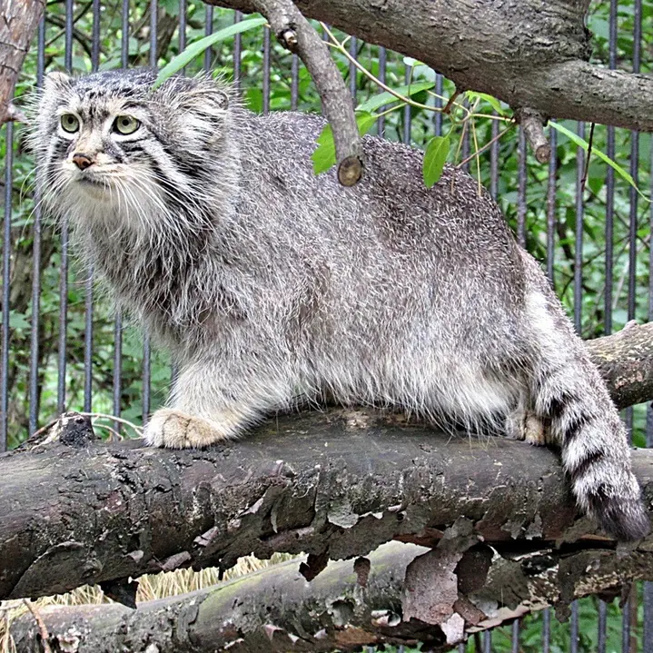A photograph of Sheb in Novosibirsk Zoo