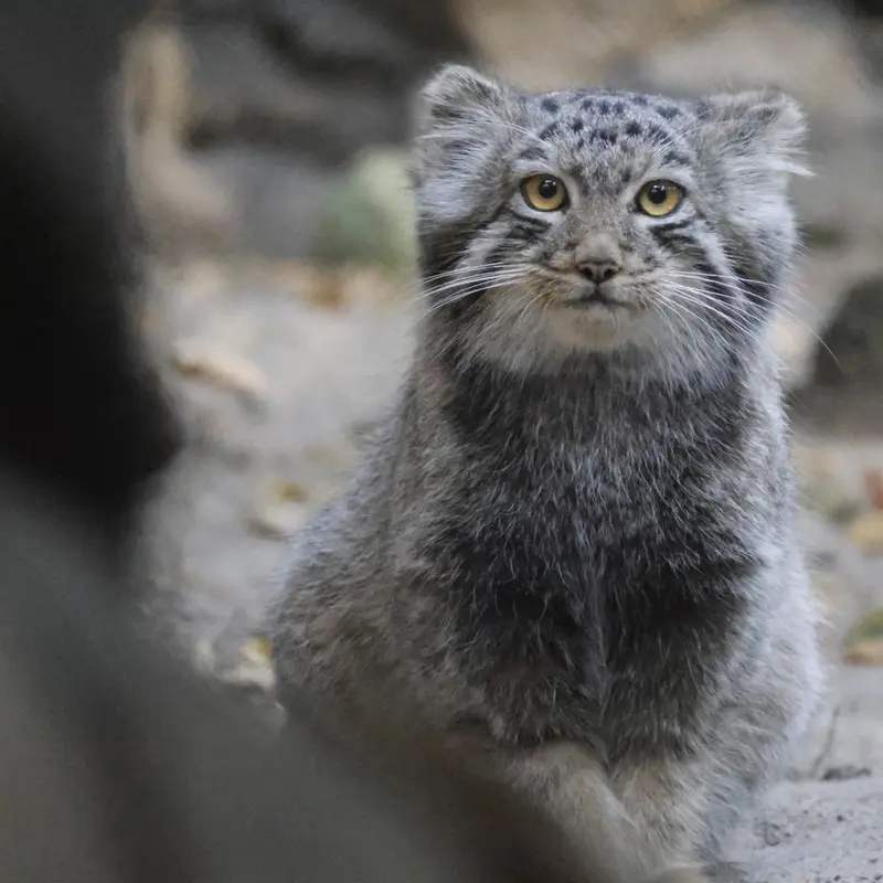 A photograph of a Pallas's cat