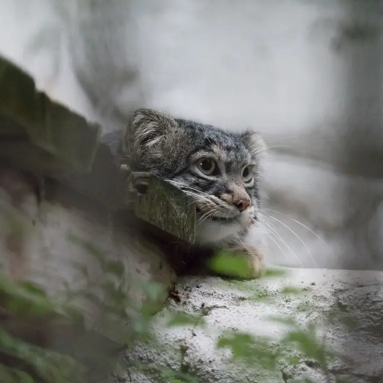 A photograph of Figa in Nogeyama Zoo