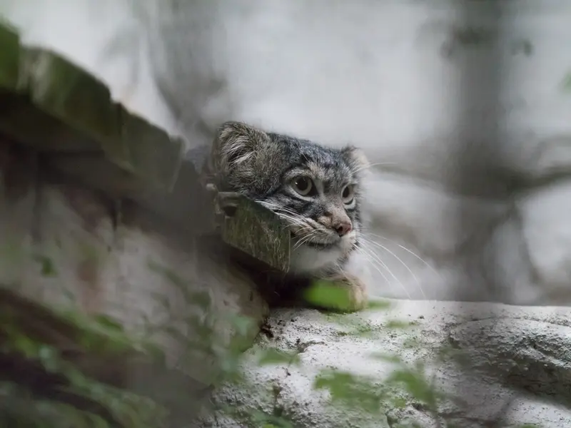 A photograph of Figa in Nogeyama Zoo
