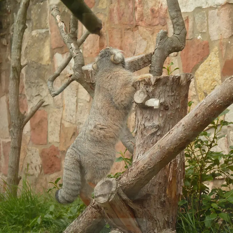 A photograph of Duchess in Edinburgh Zoo