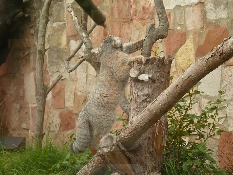 A photograph of Duchess in Edinburgh Zoo