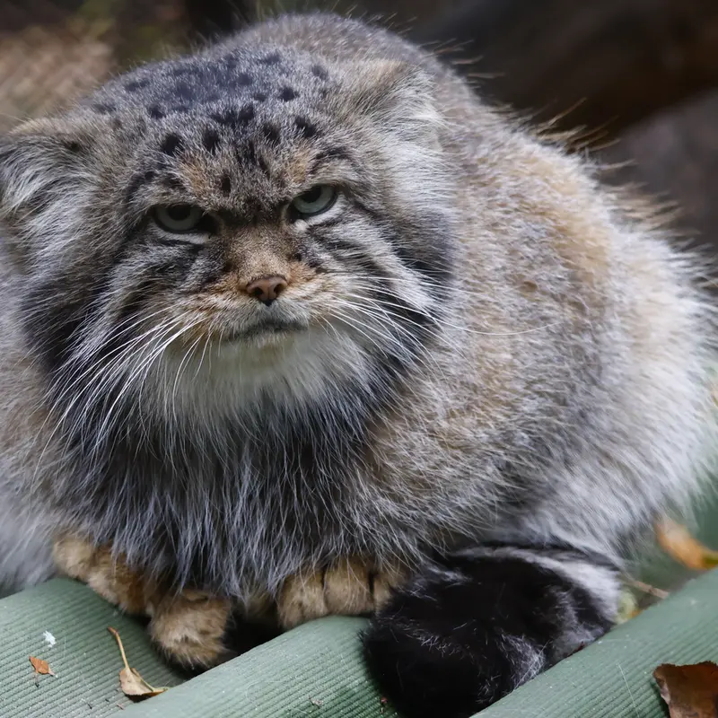 A photograph of George in Novosibirsk Zoo