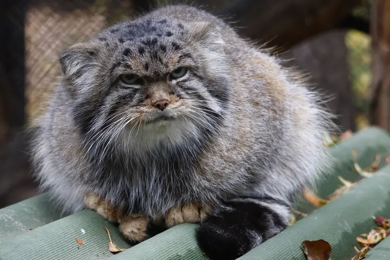 A photograph of George in Novosibirsk Zoo