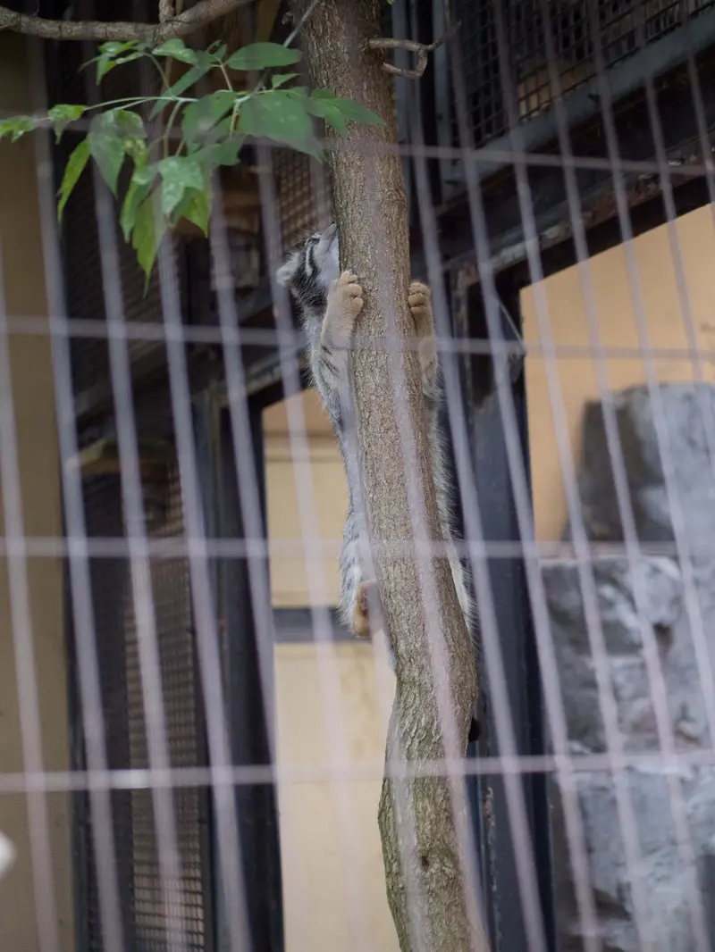 A photograph of Hide in Asahiyama Zoo