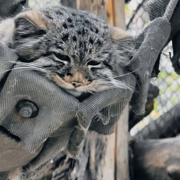A photograph of Son of Adele b.2026 Ⅲ in Novosibirsk Zoo