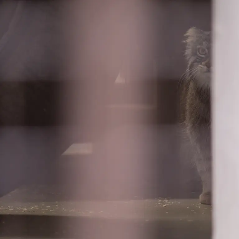 A photograph of Figa in Nogeyama Zoo