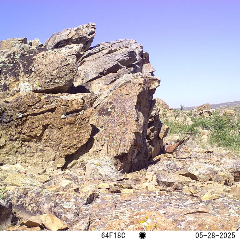 A photograph of Common kestrel from Karashoky [new] camera trap