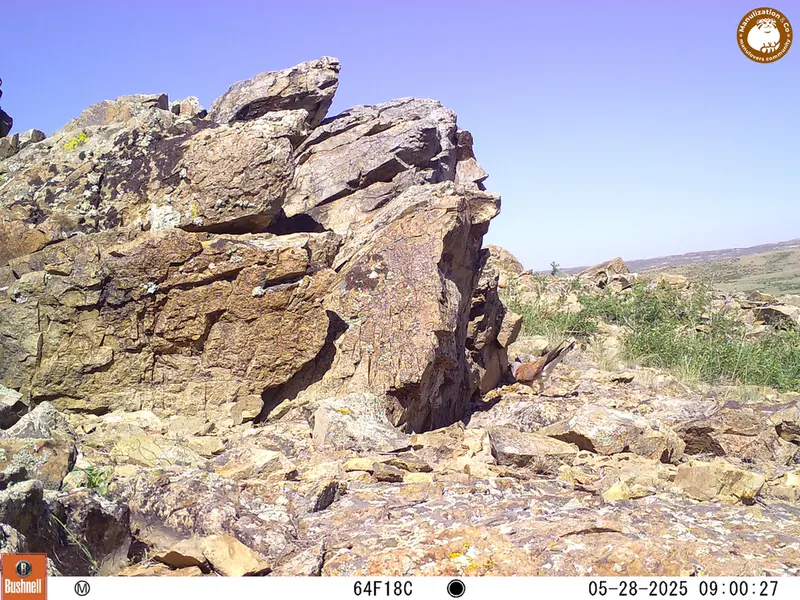 A photograph of Common kestrel from Karashoky [new] camera trap