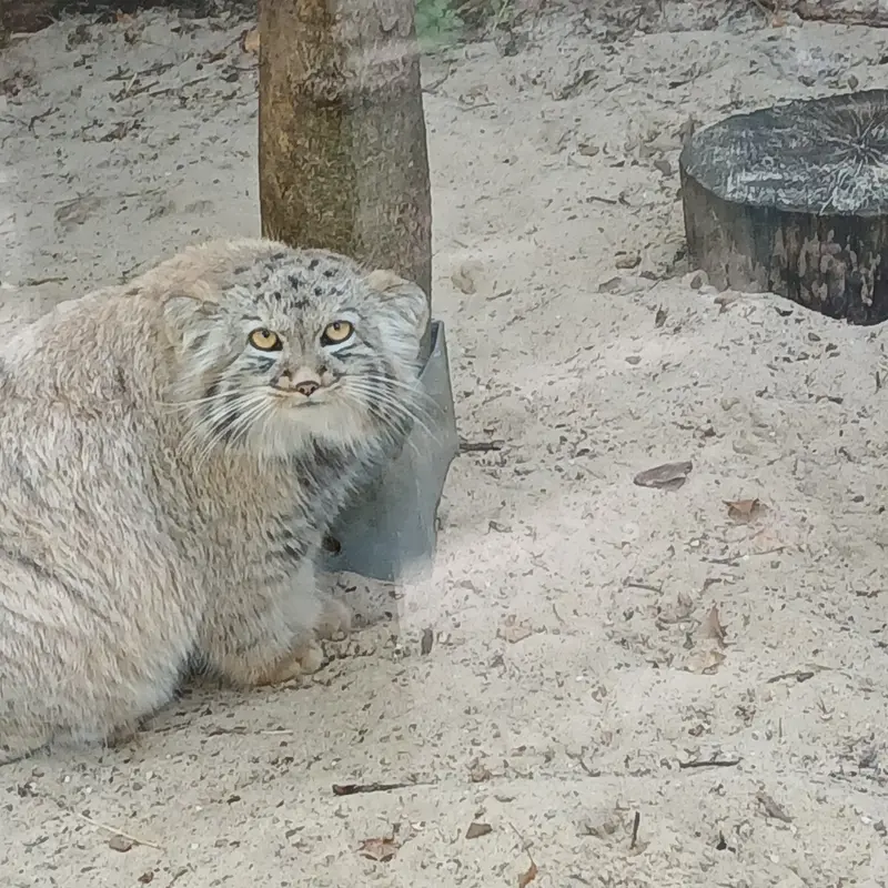 A photograph of Kitten of Alani b.2026 Ⅰ in Košice Zoo