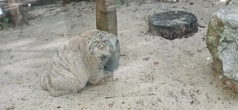 A photograph of Kitten of Alani b.2026 Ⅰ in Košice Zoo