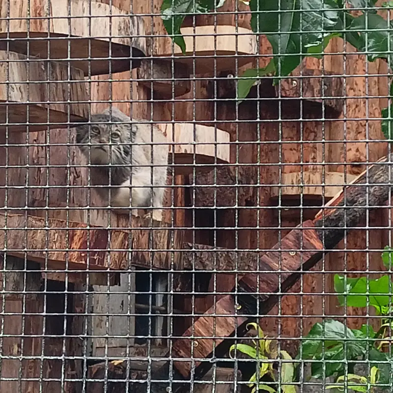 A photograph of a Pallas's cat