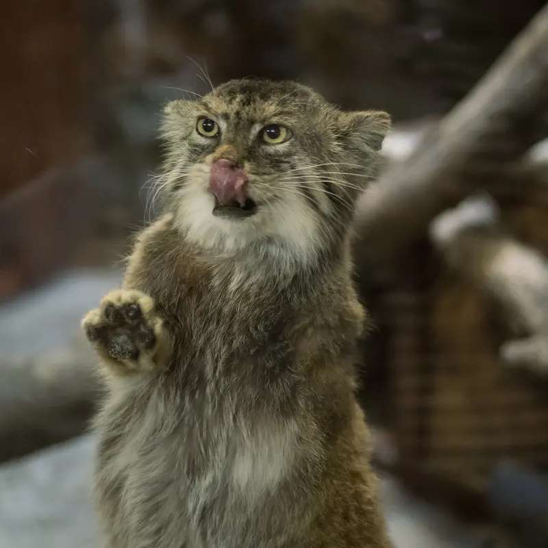 A photograph of Primula in Ueno Zoological Gardens