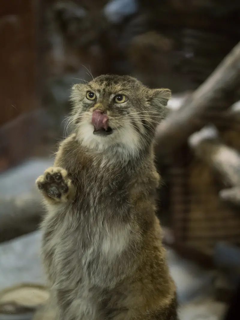 A photograph of Primula in Ueno Zoological Gardens
