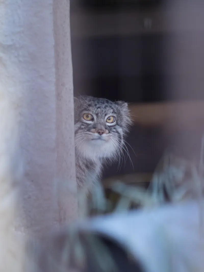 A photograph of Figa in Nogeyama Zoo