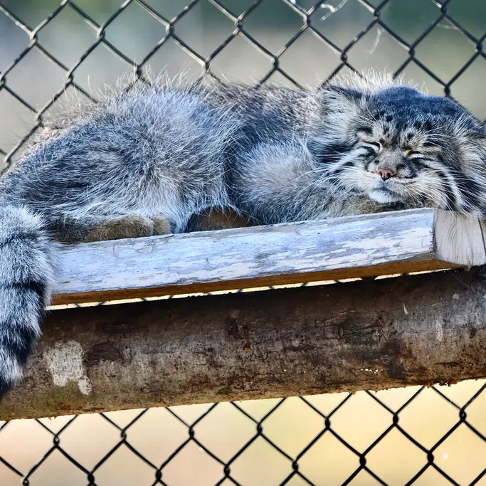 A photograph of Atlan in Port Lympne Wild Animal Park
