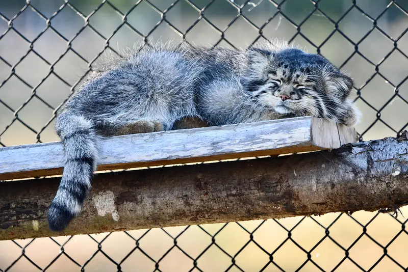 A photograph of Atlan in Port Lympne Wild Animal Park