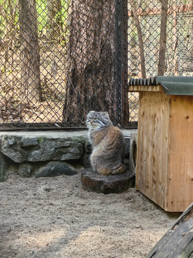 A photograph of Ruf in Novosibirsk Zoo