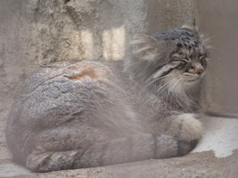 A photograph of Figa in Nogeyama Zoo