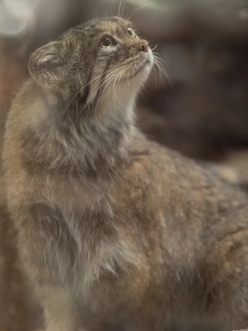 A photograph of Primula in Ueno Zoological Gardens