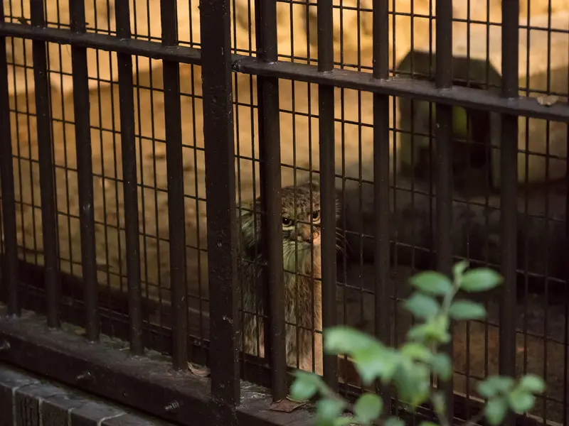 A photograph of Figa in Nogeyama Zoo