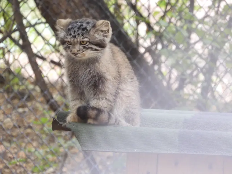 A photograph of a Pallas's cat in Novosibirsk Zoo