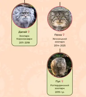 A photograph of a Pallas's cat