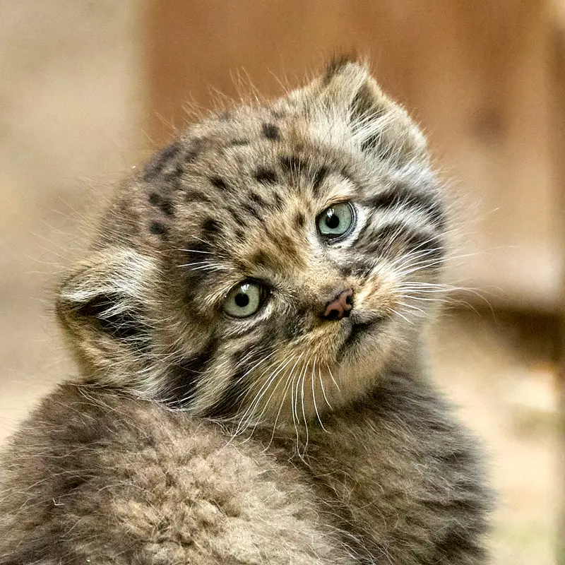 Kitten of Lolo b.2026 Ⅰ the Pallas's cat from Novosibirsk Zoo