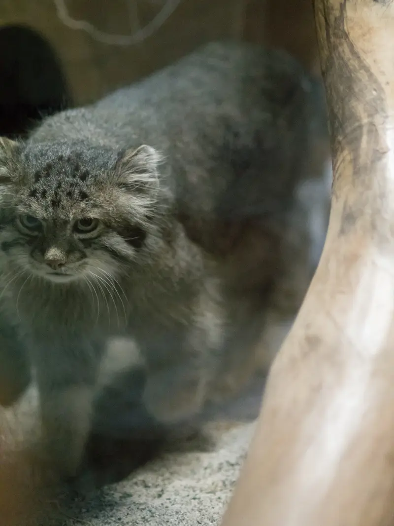 A photograph of Klyon in Ueno Zoological Gardens