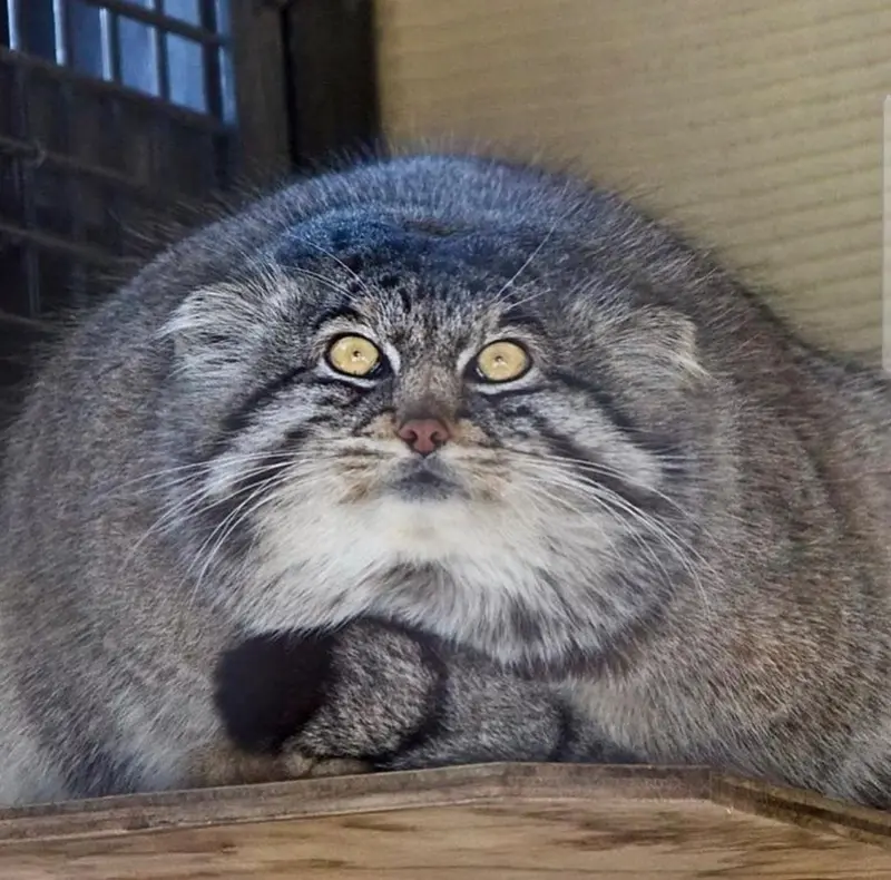 A photograph of a Pallas's cat