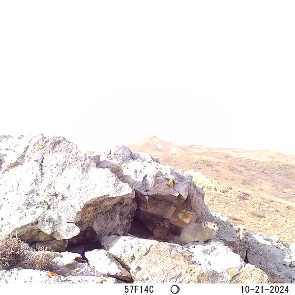 A photograph of Pika from Besshoky 1 camera trap