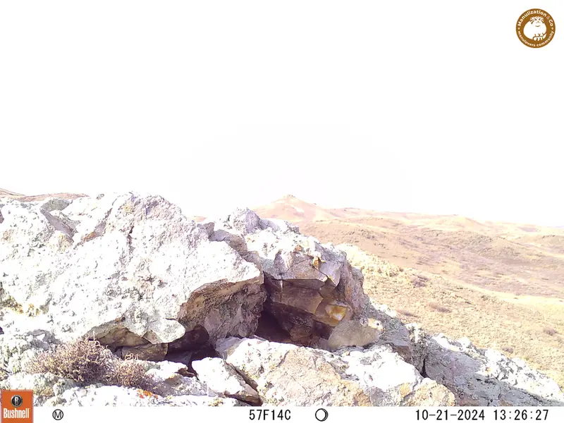 A photograph of Pika from Besshoky 1 camera trap