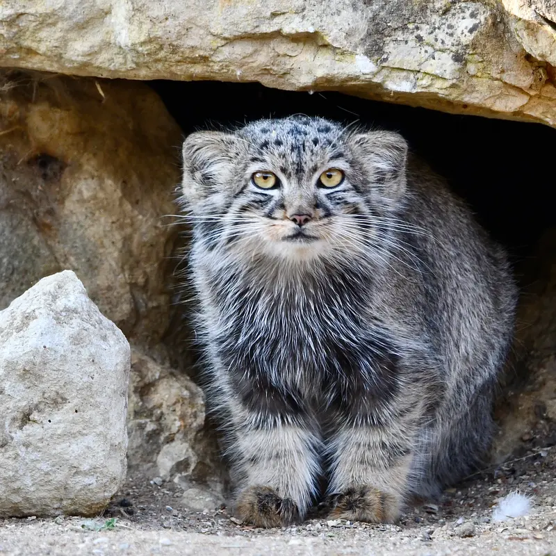 A photograph of Delbee in Port Lympne Wild Animal Park