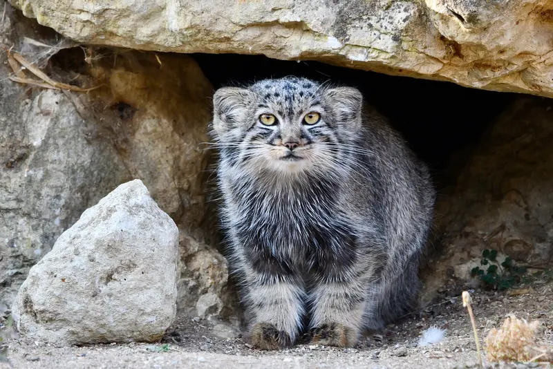 A photograph of Delbee in Port Lympne Wild Animal Park