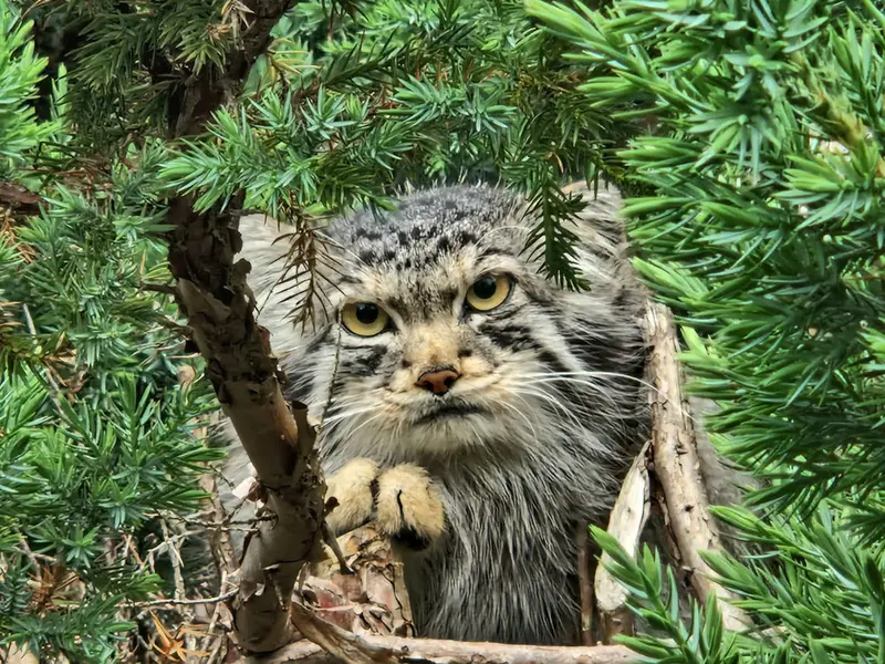 Manul Fundraiser