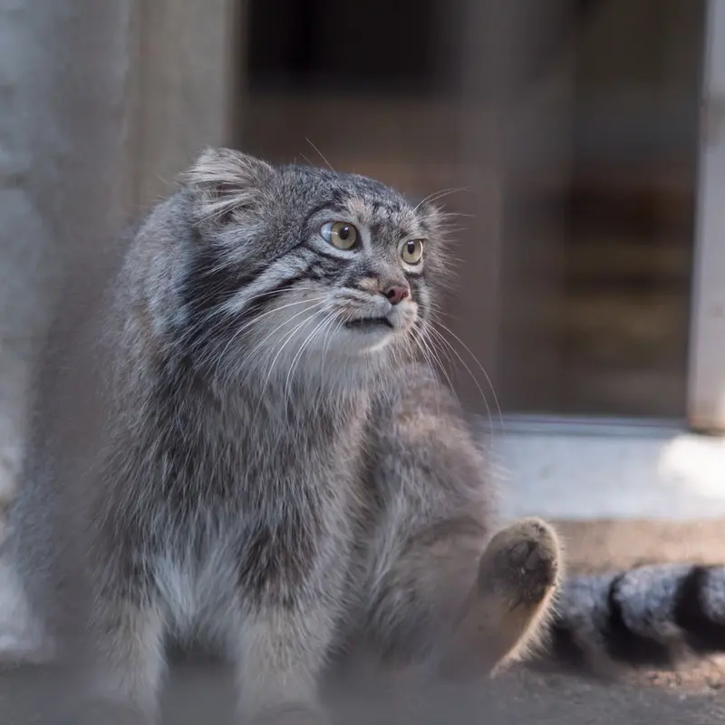 A photograph of Figa in Nogeyama Zoo
